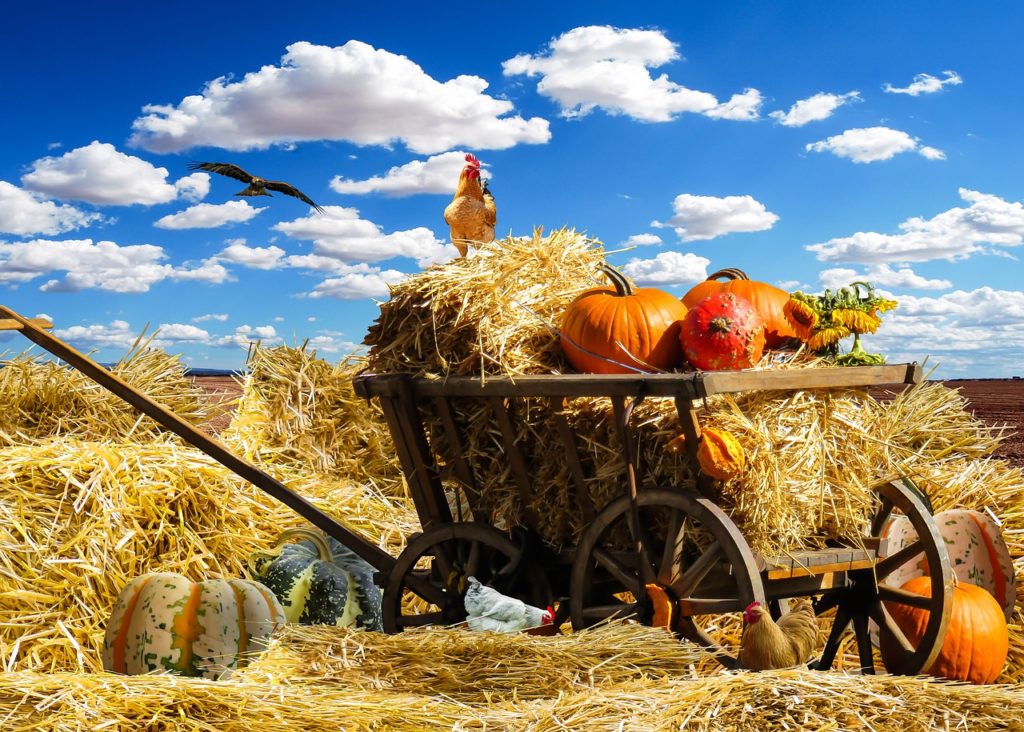 かぼちゃが荷台に乗っている風景