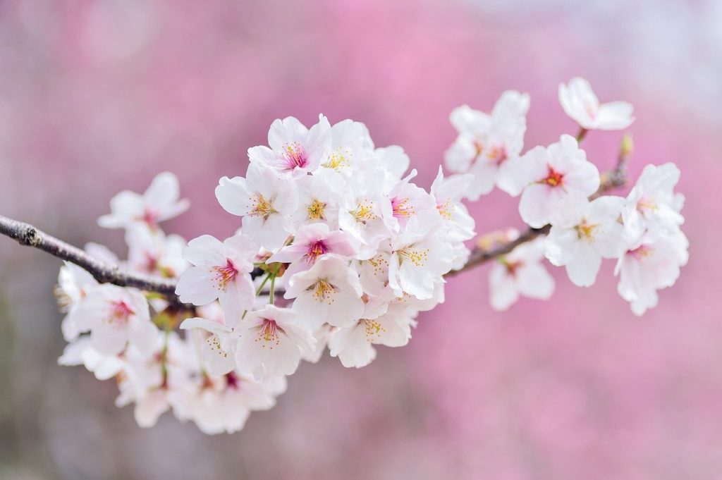 綺麗に咲いた桜の花びら
